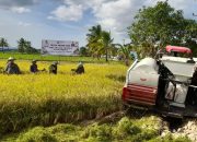 Kendari Sukses Kembangkan Padi Organik 450 Hektare, Produktivitas Capai 9,6 Ton/ha