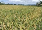 Dinas Pertanian Kendari Targetkan Panen Padi Tiga Kali Setahun