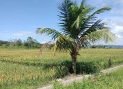 Pemkot Kendari Ingatkan Warga Tidak Alihfungsi Lahan Persawahan Penjadi Perumahan