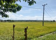Pemkot Kendari Minta Warga Tak Alihkan Lahan Pertanian Jadi Pemukiman