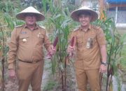 Pj Wali Kota Kendari Panen Perdana Komoditas Jagung Hasil Pemanfaatan Lahan Pekarangan