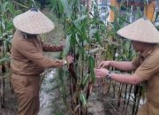 Pj Wali Kota Kendari Ingatkan Lurah/camat Maksimalkan Gerakan Menanam di Pekarangan