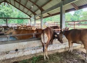 RPH Kendari Dipastikan Siap Melayani Pemotongan Kurban saat Idul Adha 1445 H