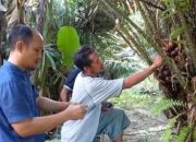 Jadi Komoditi Unggulan, Rasa Manis Salak Kebun Raya Kendari Dijamin Menggugah Selera Penikmatnya