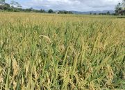 Pemkot Kendari Minta Petani Tidak Alihfungsikan Lahan menjadi Kawasan Pemukiman