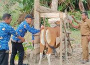 Antisipasi Resiko PMK, Distan Kendari Rutin Lakukan Surveilans dan Monitoring