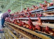 Miliki Potensi Ekonomi Menjanjikan, Kendari Dorong Warga Kembangkan Ternak Unggas