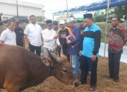 Hewan Kurban yang Dikumpulkan Kemenag Sultra Lampaui Target
