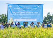 Berkah SRI Organik, Hasil Petani Kolaka Binaaan PT Vale IGP Pomalaa, Melimpah