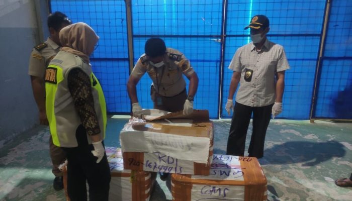 Hendak Masuk Sultra, 98 Kg Daging Babi Tak Berdokumen Asal Surabaya Berhasil Dicegat Barantin