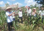 Distan Kota Kendari Lakukan Panen Jagung di Kelurahan Baruga