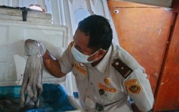 Balai Karantina Hewan, Ikan dan Tumbuhan Sulawesi Tenggara saat melakukan pengawasan pangan