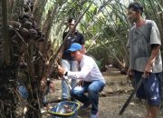 Berkat Pendampingan Distan Kota Kendari, Petani Salak Kebun Raya Raih Keuntungan