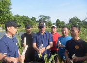 Pj Wali Kota Didampingi Kadistan Kendari Lakukan Panen Jagung Lahan Milik Kelompok Tani Lapas Idaman Baruga