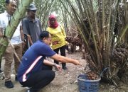 Pj Wali Kota Kendari Lakukan Panen Buah Salak di Kebun Raya Kendari