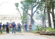 Komitmen Menjaga Kebersihan Kota, Satgas Gabungan Lakukan Penebangan Pohon di Depan Kantor Lurah Mandonga