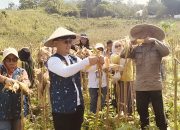Dinas Pertanian Kota Kendari Lakukan Panen Jagung Pakan di Kelurahan Labibia