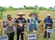 Wali Kota bersama Wawali Kota Kendari Lakukan Panen Jagung di Kelurahan Lalodati