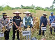 Ketua DPRD Kota Kendari Lakukan Penen Jagung Milik Kelompok Tani Mulamendre