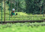 Dinilai Komitmen Transparansi dan Keberlanjutan, PT Vale Indonesia Raih Penghargaan Asia Sustainability Reporting Awards ke-10