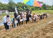 Wali Kota dan Wakil Wali Kota Kendari Lakukan Penanaman dan Panen Komuditi Pertanian di Kebun Lapas Kelas II Kendari