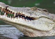 Warga Tinanggea Konsel Diterkam Buaya saat Cari Pokea di Sungai Roraya