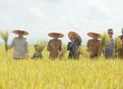 Bupati dan Wakil Bupati Koltim Panen Raya Padi Sawah di Mekar Jaya