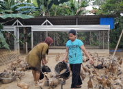 Pertamina Patra Niaga Sulawesi Kembangkan Budidaya Bebek Petelur di Maros