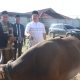 Iduladha 2025: Polresta Kendari Serahkan Puluhan Ekor Hewan Kurban