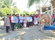 Sapi 925 Kg Bantuan Presiden Diserahkan Wakil Bupati Koltim ke Warga Penanggo Jaya