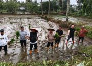 Wawali Kota Kendari Didampingi Kadistan Tanam Padi Inpari 2 di Atas Lahan 2 Hektare di Kelurahan Tobuuha