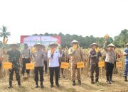 Panen Raya Jagung Serentak Digelar di Konsel, Sultra Siap Jadi Lumbung Pangan Nasional