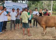 ANTAM UBPN Konawe Utara Salurkan 25 Ekor Sapi Qurban untuk Masyarakat Sekitar
