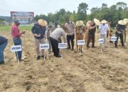 400 Hektare Lahan Kosong di Kota Kendari Siap Ditanami Jagung di 2025