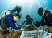 Langkah Strategis Pulihkan Laut Demi Generasi Mendatang: PT Vale Tanam 25 Struktur Terumbu Karang dan Bersihkan Pesisir Pulau Bulupoloe