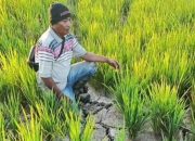 Terkendala Pasokan Air, Petani Sawah di Kendari Sulit Panen Tiga Kali Setahun