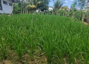 Dinas Pertanian Kendari Mulai Kembangkan Budidaya Padi Gogo Lewat Program Demplot