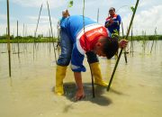 Pertamina Patra Niaga Sulawesi Tanam 1.000 Bibit Mangrove di Cagar Alam Panua: Langkah Nyata Melindungi Lingkungan dan Memberdayakan Masyarakat