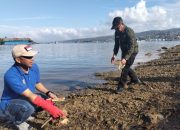 Sambut HUT ke-80 RI, Dinas Pertanian Kendari Ikut Menggelar Wisata Pungut Sampah di Area Jembatan Teluk Kendari