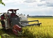 Sawah di Kendari Mampu Produksi 6 Ton Per Hektar