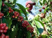 Dinas Pertanian Kendari Terus Kembangkan Tanaman Kopi