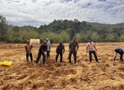Anggota Kodim 1412/Kolaka Dampingi Penanaman Jagung Program Dana Desa di Desa Lambotuo