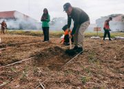 Dinas Pertanian Kendari Sulap Lahan Kosong di Pekarangan Kantor Jadi Kebun Jagung Produktif