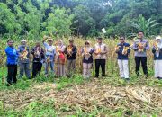 Tekan Inflasi, Pemkot Kendari Panen Jagung Seluas 2 Hektare di Kelurahan Watulondo