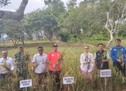Wakil Wali Kota Kendari Panen Raya Padi Sawah di Kelurahan Tobuuha
