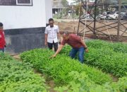 Kadis Pertanian Kendari Hadirkan Inovasi “Panen Atas Panen Bawah”