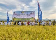 Wali Kota Kendari Lakukan Panen Raya Padi Sawah di Amohalo