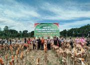 Sinergi Polda Sultra dan Pemda Konawe Gelar Panen Raya Jagung: Wujud Sinergi Dukung Asta Cita Presiden