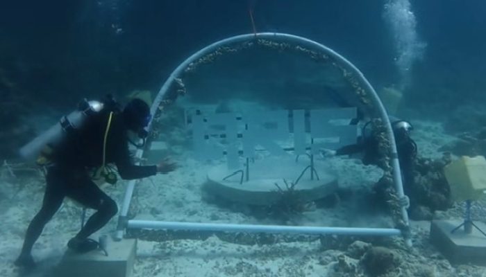 BI Sultra Tanam Terumbu Karang di QRIS Point, Padukan Digitalisasi dan Pelestarian Laut Wakatobi