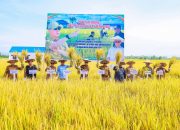 Gubernur Sultra Lakukan Panen Perdana Padi Sawah dan Bagikan Benih Padi “Sanggoleo” di Konawe 